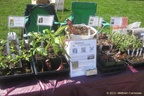 2013ArborFest03