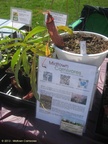 2013Arborfest04