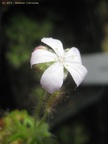 scorpflower01