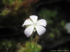 scorpflower02