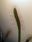 gallerycapensis01