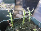Drosera scorpioides home 03