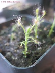 Drosera scorpioides home 07