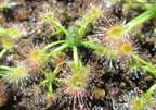 androsacea2013-01
