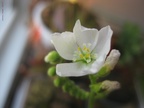 D. capensis \'albino\' flower 02