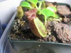 Nepenthes truncata \'Queen of Hearts\' x \'King of Spades\' 01 small