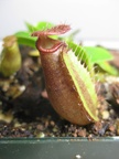 Nepenthes truncata \'Queen of Hearts\' x \'King of Spades\' 02 small