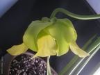 S. \'Doreen\'s Colossus\' flower 02
