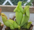 S. rosea f. luteola 01