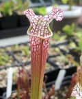 S. leucophylla 'Tarnok'
