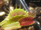 fusedtooth20130824a