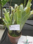 necps2013brocchinia