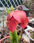 leahwilkersonflower01