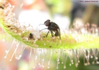 capensisalbfly01