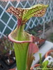 S.adrianslack01