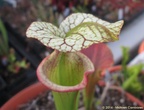 S.adrianslack02