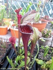 s.blackwidow01