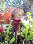 S.blackwidow02