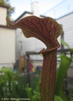 S.reptilianrose01