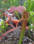 S.reptilianrose02