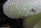 agnatanap01