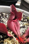 2015rosea01