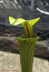 Sarracenia oreophila 'Alabama'