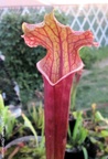 saxapahaw01