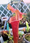 saxapahaw02
