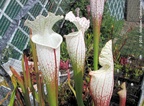 S. leucophylla 'Hurricane Creek White' clone F
