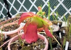 bloodorangeflower